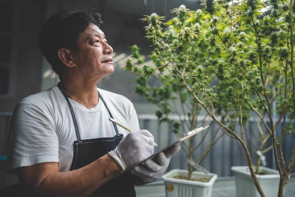 Pollen de chanvre : comment il agit dans l'organisme ?